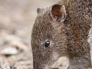 bandicoot