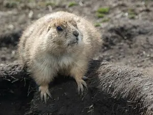 burrow