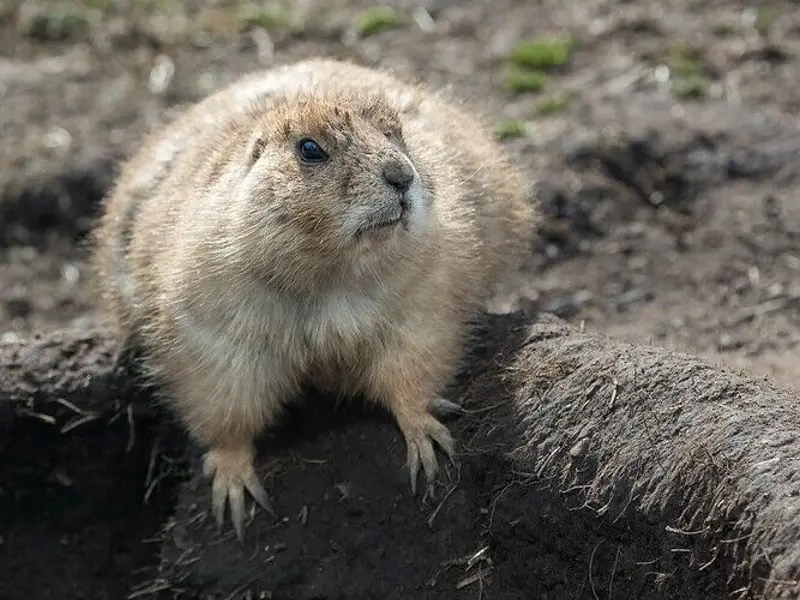 burrow
