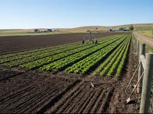 cultivated