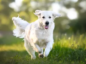 frolic