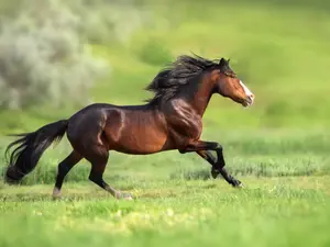 gallop