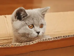 milquetoast