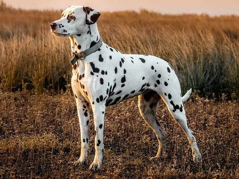 piebald