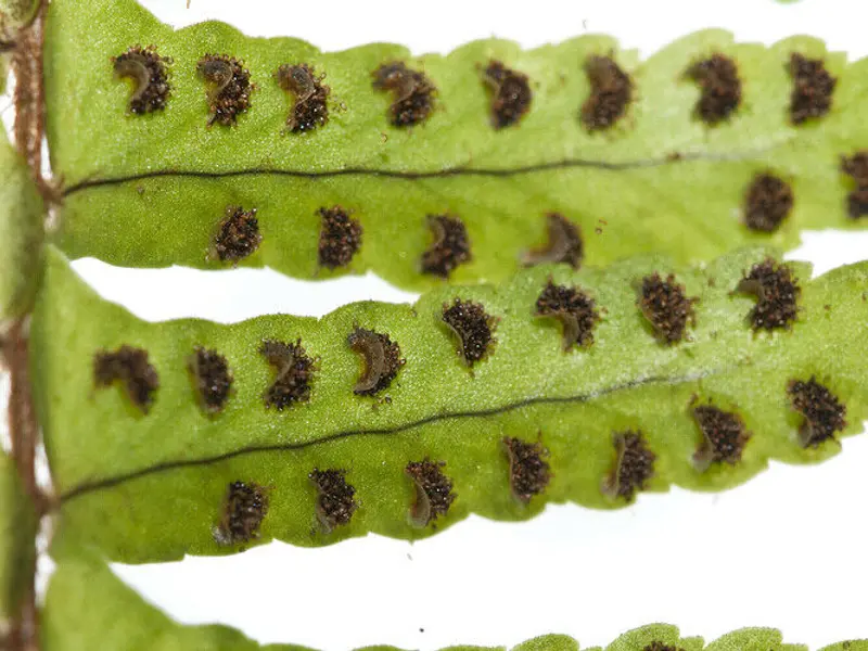 polypod