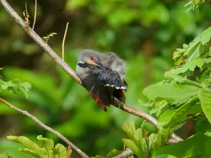 preen