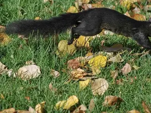 scamper