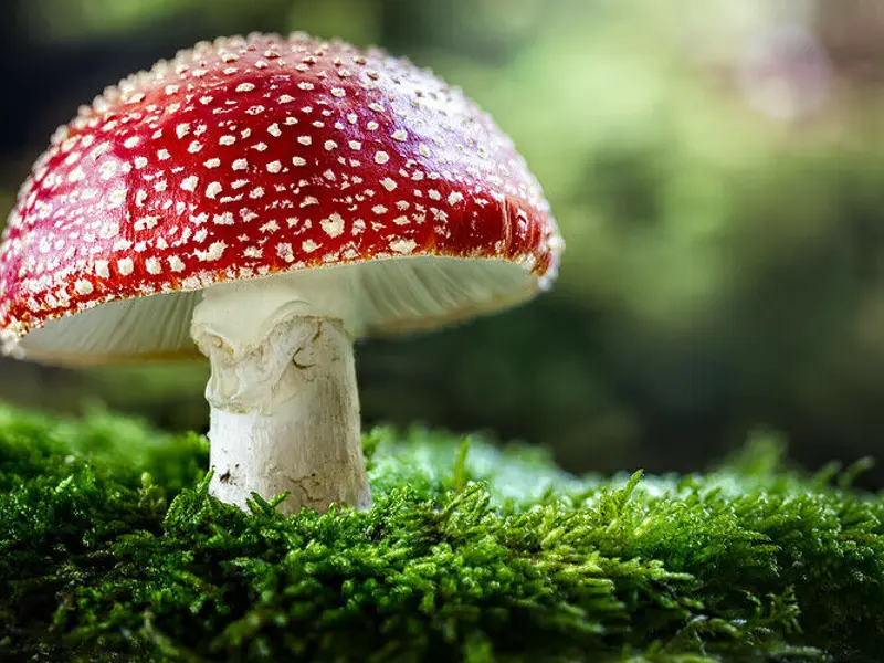 toadstool