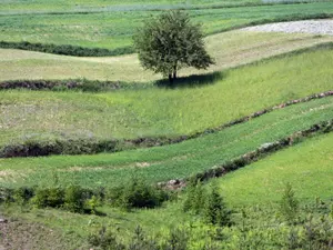 undulating