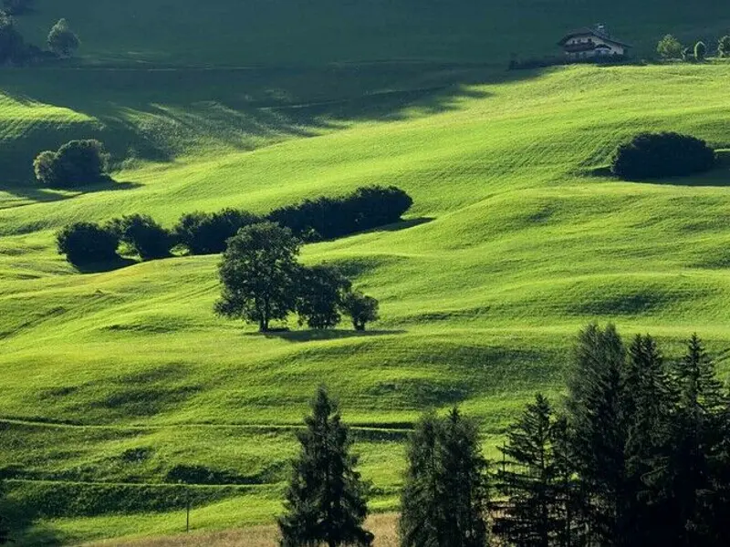 verdant